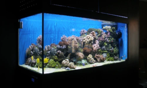 peces y corales para pecera marina