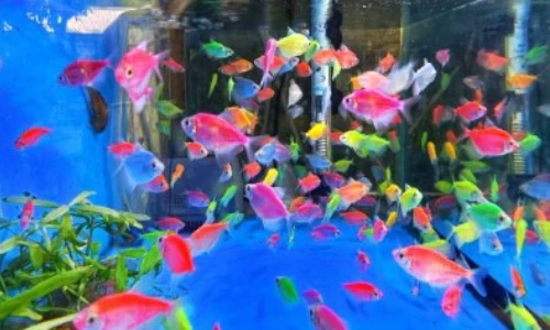 peces ornamentales de agua fria dulce